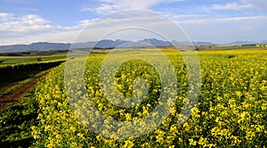 Canola field in the Overberg - South Africa