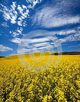 Canola field in the Palouse