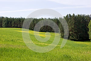 Canola field and pine forest