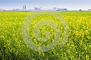 Canola Field on the Prairies