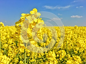 Canola field, field