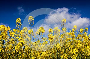 Canola field, field