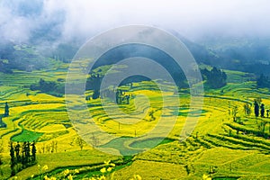 Canola field, rapeseed flower field with morning fog in Luoping, China.