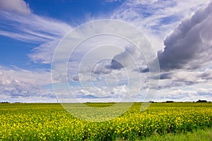 Canola field