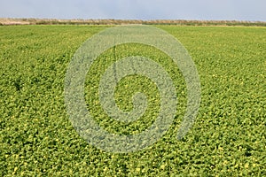 Canola field photo