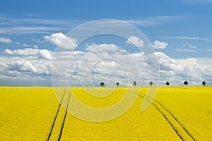 Canola Field and Romantic Sky