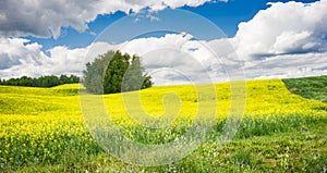 Canola field