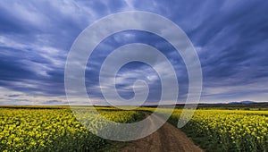 Canola field in rural area