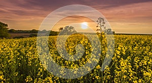 Canola field in rural area