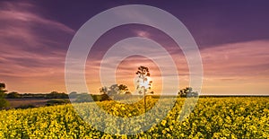 Canola field in rural area