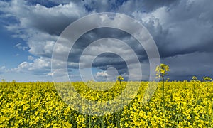 Canola field in rural area