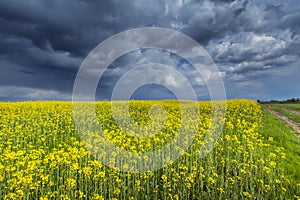 Canola field in rural area