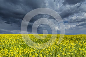 Canola field in rural area