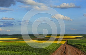 Canola field in rural area