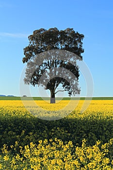 Canola field in rural Australia