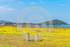 Canola field at Seongsan Ilchulbong, Jeju Island, South Korea.