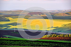 Canola field in the summer