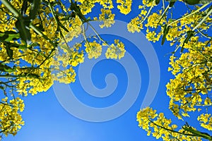 Canola field in the sun. Canola biofuel, organic. photo