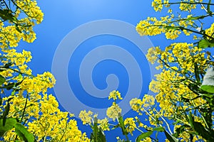 Canola field in the sun. Canola biofuel, organic. photo