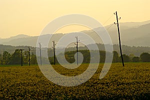 Canola Field Sunset