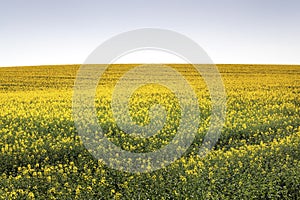 Canola Field under Blue Sky