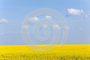 Canola Field under Blue Sky