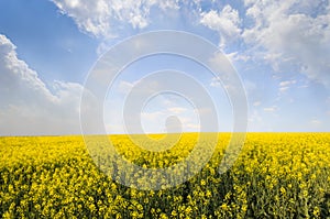 Canola Field