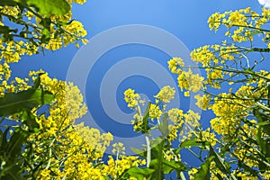 Canola field in the sun. Canola biofuel, organic. photo