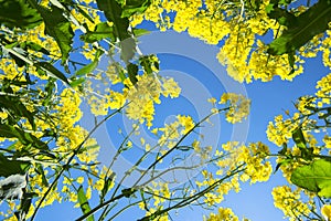 Canola field in the sun. Canola biofuel, organic. photo