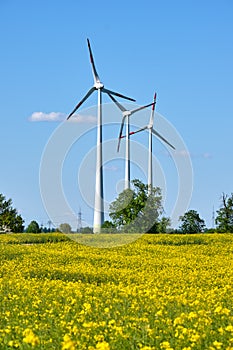 Canola field with wind energy generators