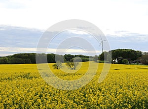 Canola Field with Wind Turbine