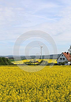 Canola Field with Wind turbine and House