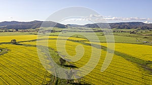 Canola fields 01