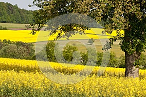 Canola Fields