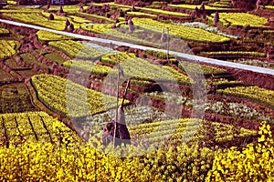 Canola Fields