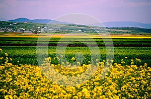 Canola fields