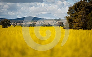 Canola Fields