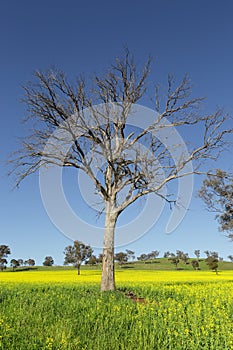 Canola fields