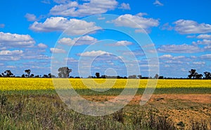 Canola Fields