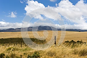 Canola fields