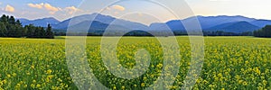 Canola Fields Adirondacks Panorama