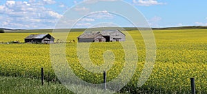 Canola fields in Alberta, Canada photo