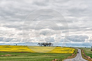 Canola fields along road N7 to the North of Piketberg