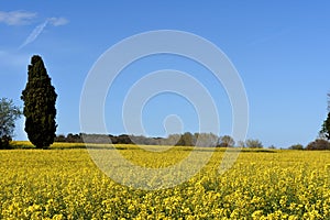 Canola fields in the Ampurdan, near Monells,