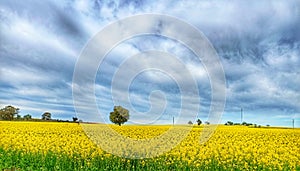 Canola fields Australia