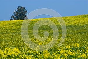 Canola Fields in autum