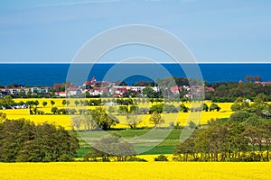 Canola fields on the Baltic Sea coast in Kuehlungsborn, Germany