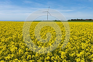 Canola Fields. Beautiful yellow flowers.