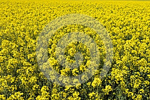 Canola Fields. Beautiful yellow flowers.