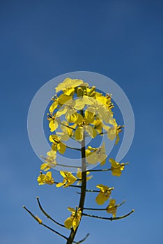 Canola Fields. Beautiful yellow flowers.